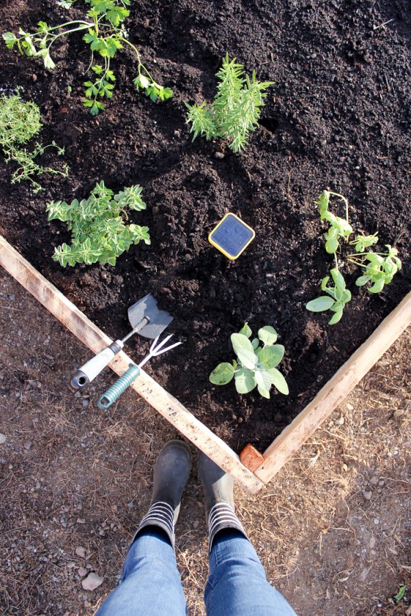 Striped Raised Garden Beds + Edyn Garden Sensor Review