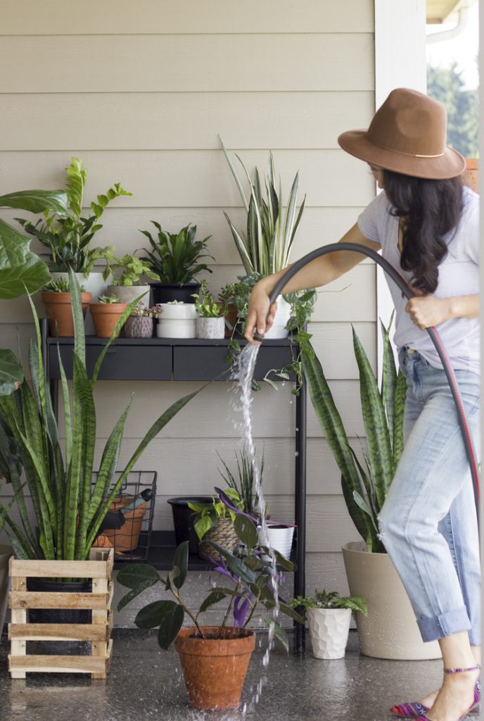 Six Easy Steps To Refresh Your Houseplants For Summer