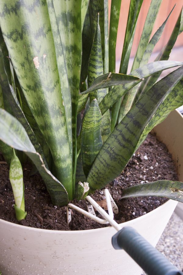 Six Easy Steps To Refresh Your Houseplants For Summer