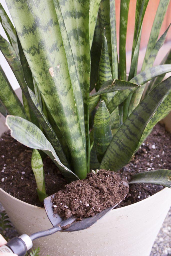 Six Easy Steps to Refresh Your Houseplants for Summer